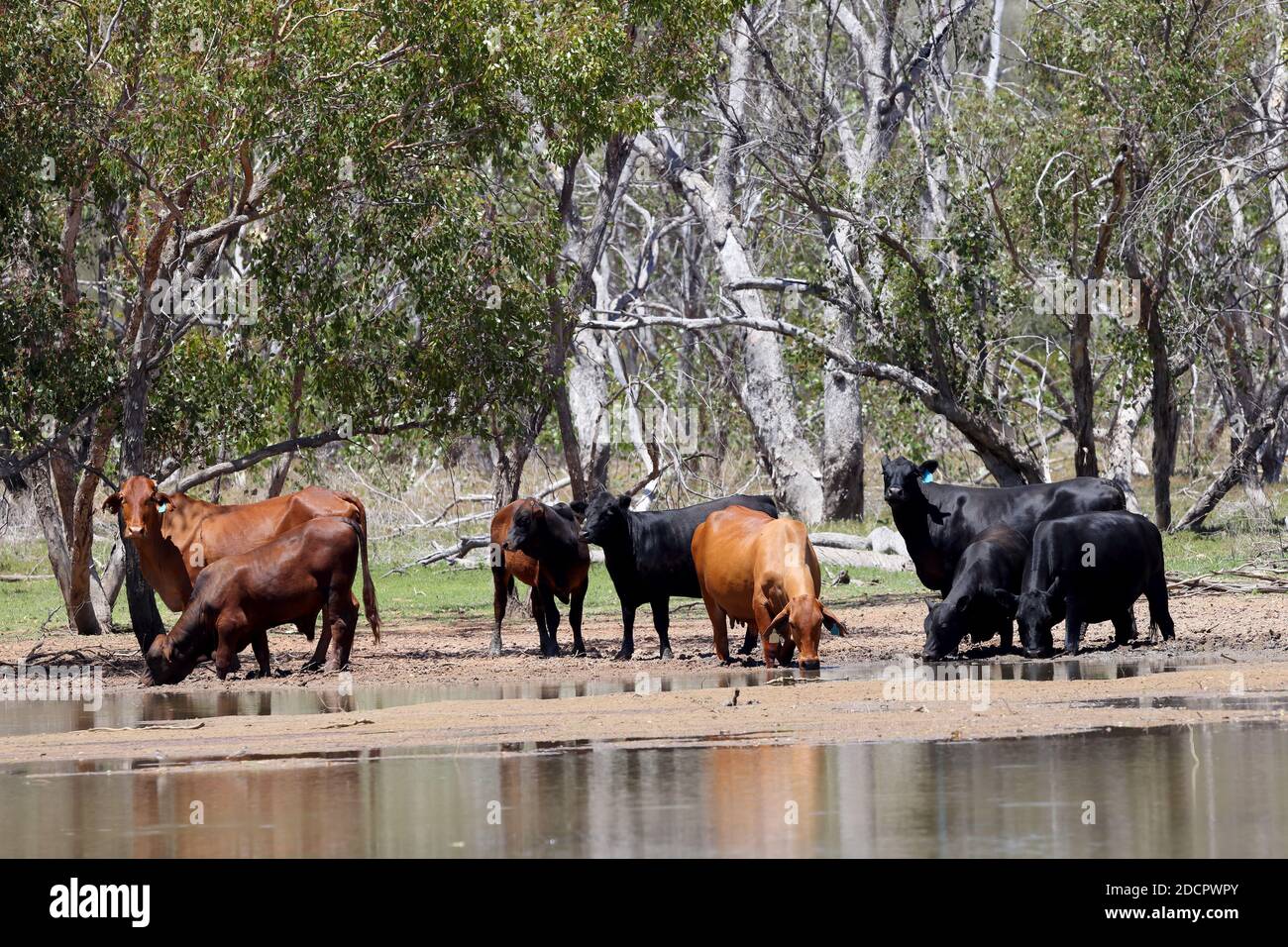 Cattle drinking from water hole, western NSW Australia Stock Photo - Alamy