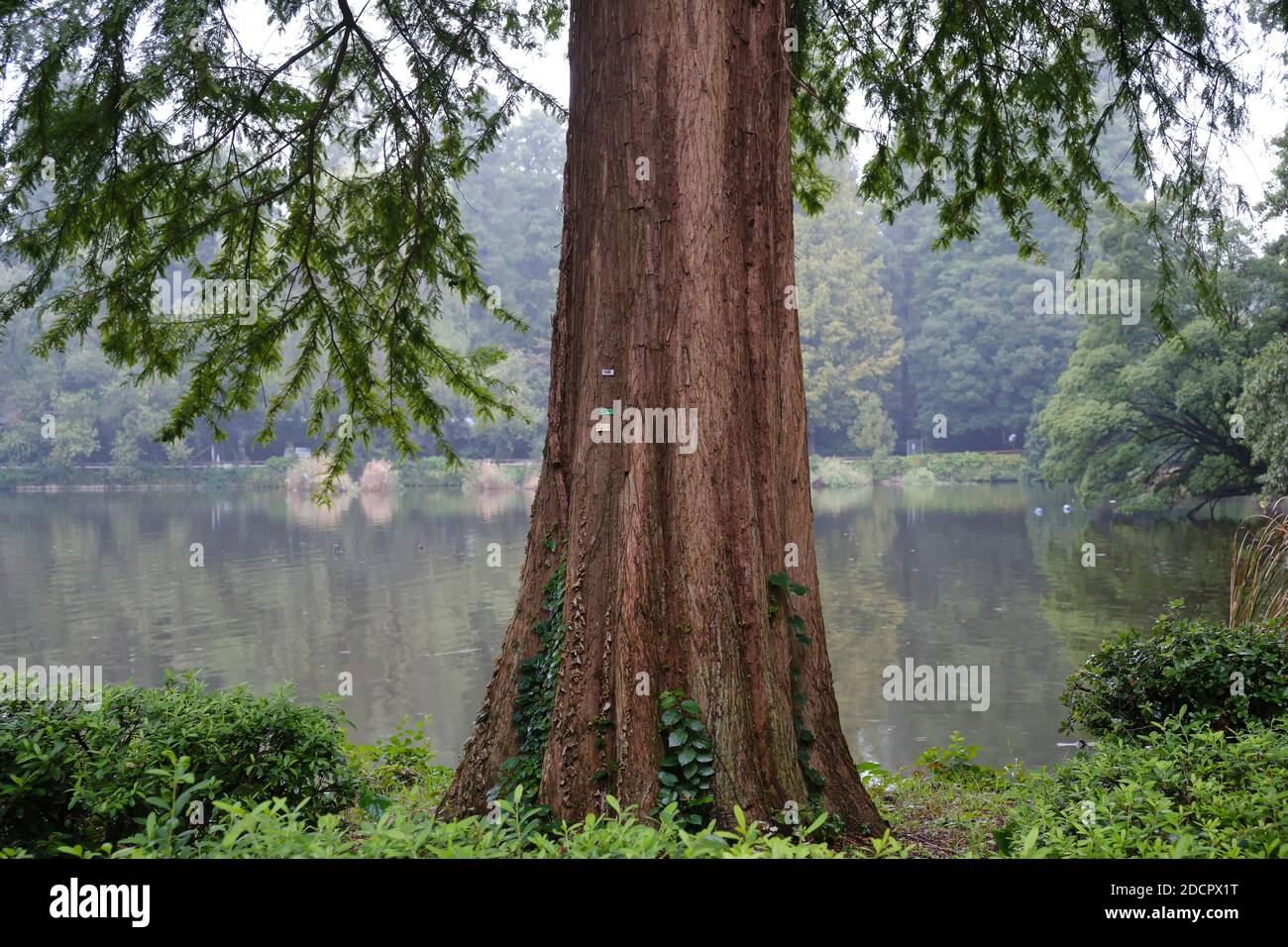 Pine tree in a Japanese garden, Tokyo. Stock Photo