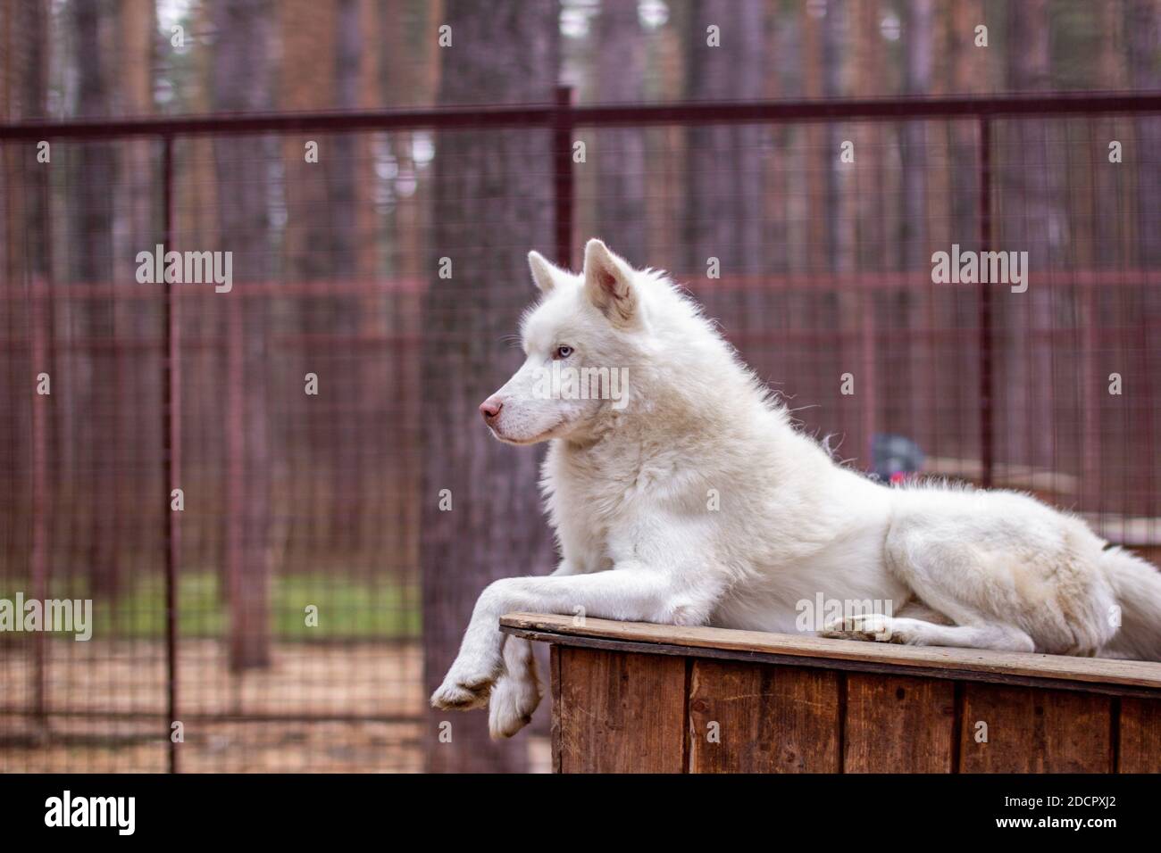 A white Siberian husky lies on a wooden house. The dog is lying, bored ...