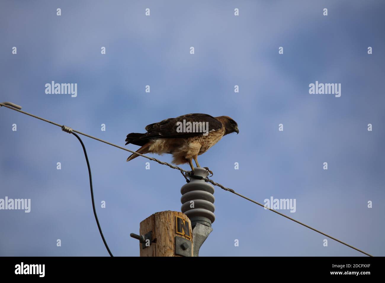Red Tail Hawk on an Insulator Stock Photo