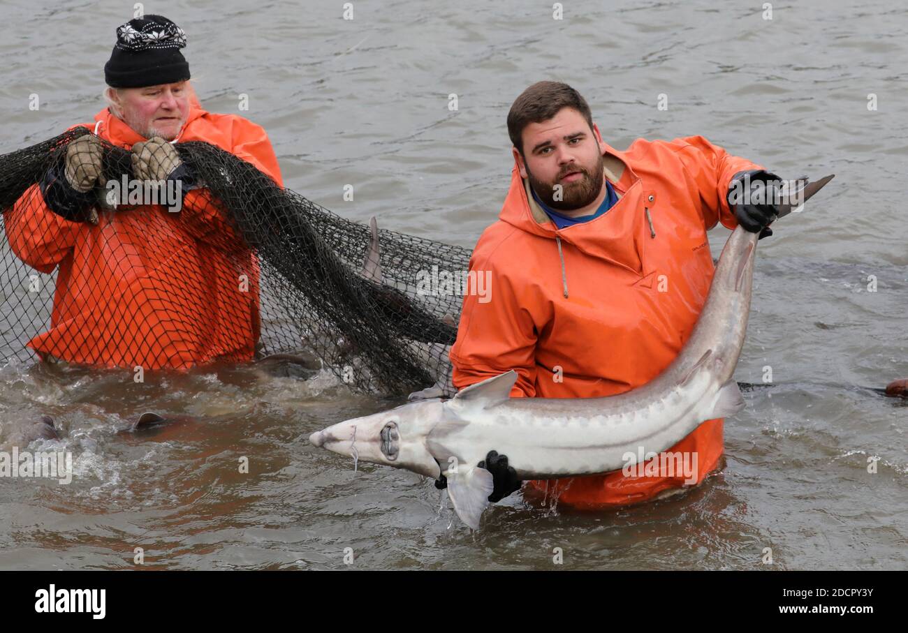 Boek, Germany. 19th Nov, 2020. When fishing the caviar sturgeons in the  pond management Boek of the Fischerei Müritz-Plau GmbH, Frank Schley (l-r)  is helping with the net, Kurt Wolk is holding