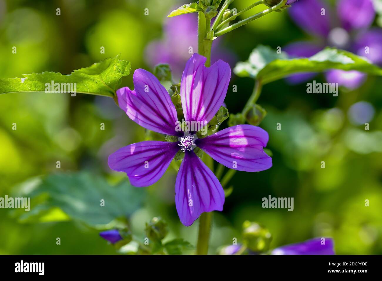 Flower of the Common Mallow - Malva sylvestris - with honey bee in the summer Stock Photo