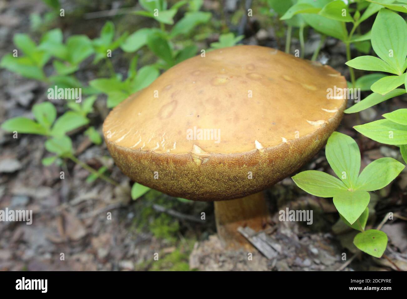 Porcini mushroom among bunchberry leaves at Denali State Park in Alaska