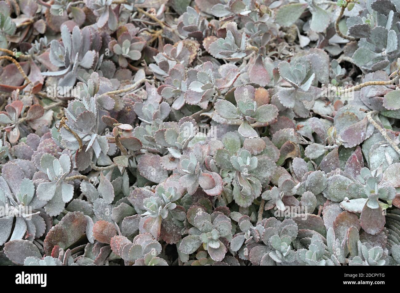 Clumping bush of Kalanchoe pumila succulent or Flower Dust Plant, with silver grey leaves covered with whitish waxy hair, giving a frosted appearance Stock Photo