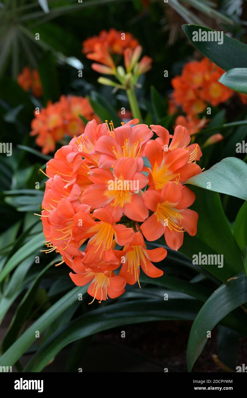 Beautiful orange flowers of Natal or bush lily, Clivia miniata. Native to woodland habitats in South Africa, it is now cultivated in many countries. Stock Photo