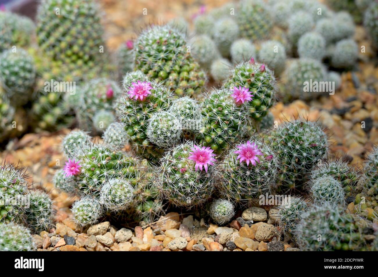 Close-up of pincushion cactus - Mammillaria, with pink flowers. A hardy perennial, it bears funnel-shaped flowers with a wide variety of colors. Stock Photo