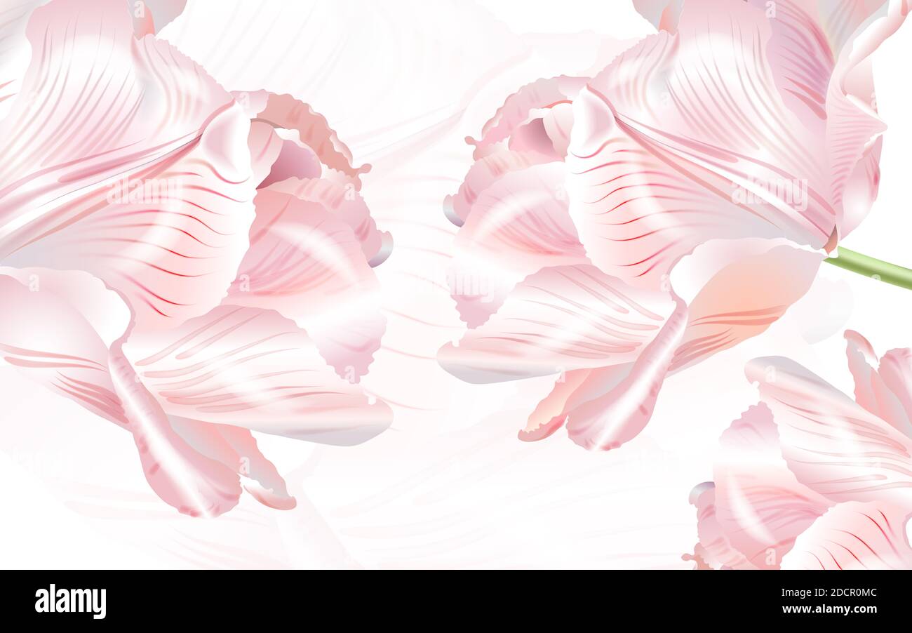 3d illustration, white background with large pink roses Stock Photo - Alamy