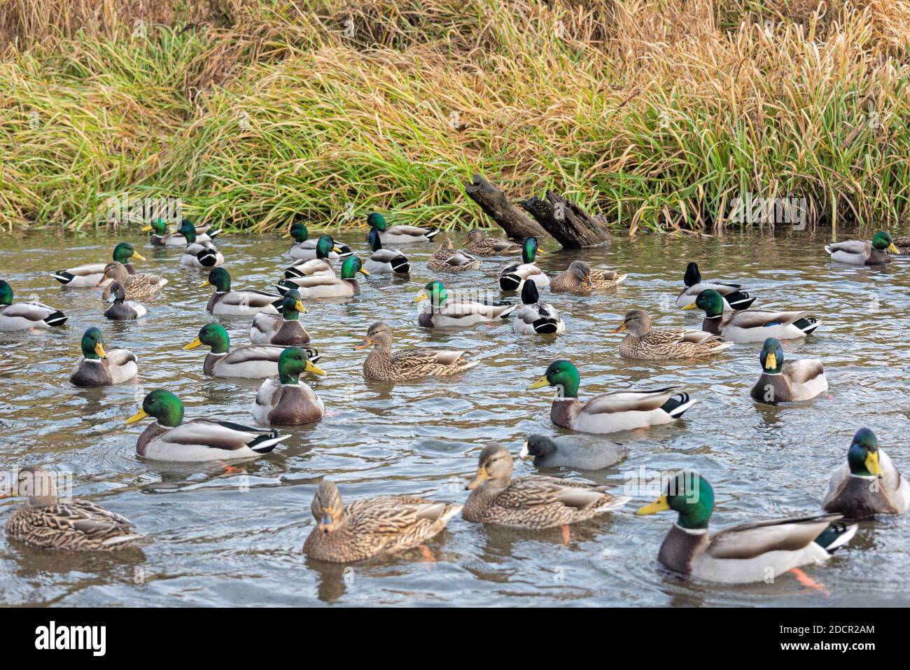 Flock of mallards in wild habitat. Ducks on the lake Stock Photo - Alamy, image size:1300x957