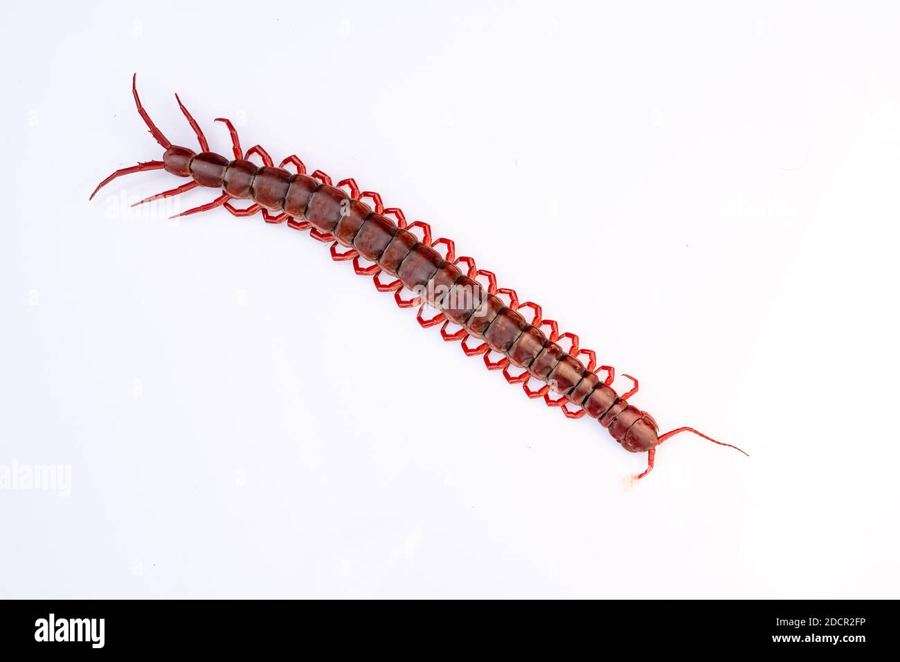 red centipede isolated white background Stock Photo - Alamy
