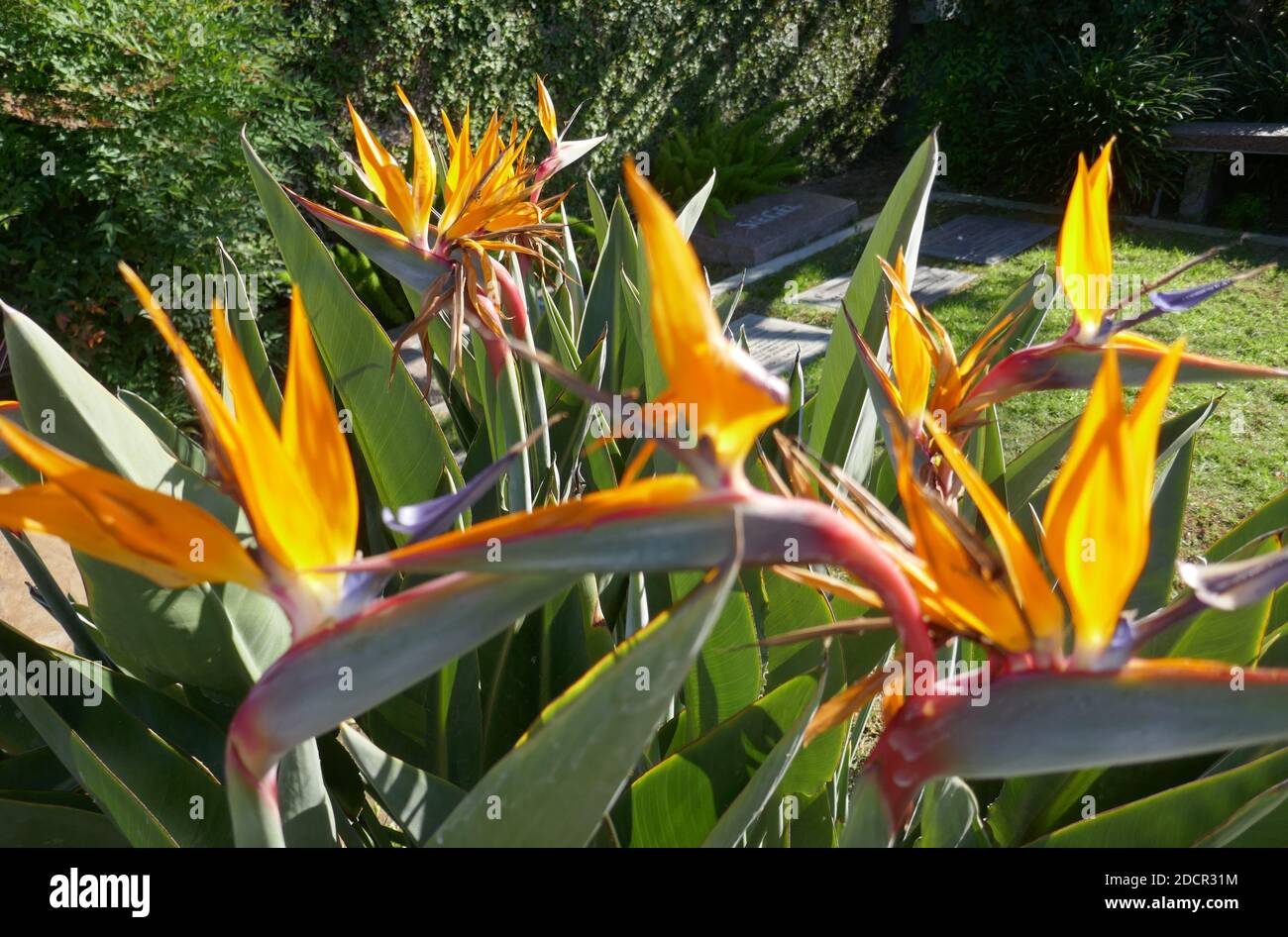Los Angeles, California, USA 17th November 2020 A general view of atmosphere of Birds of Paradise at Mount Sinai Cemetery Hollywood Hills on November 17, 2020 in Los Angeles, California, USA. Photo by Barry King/Alamy Stock Photo Stock Photo