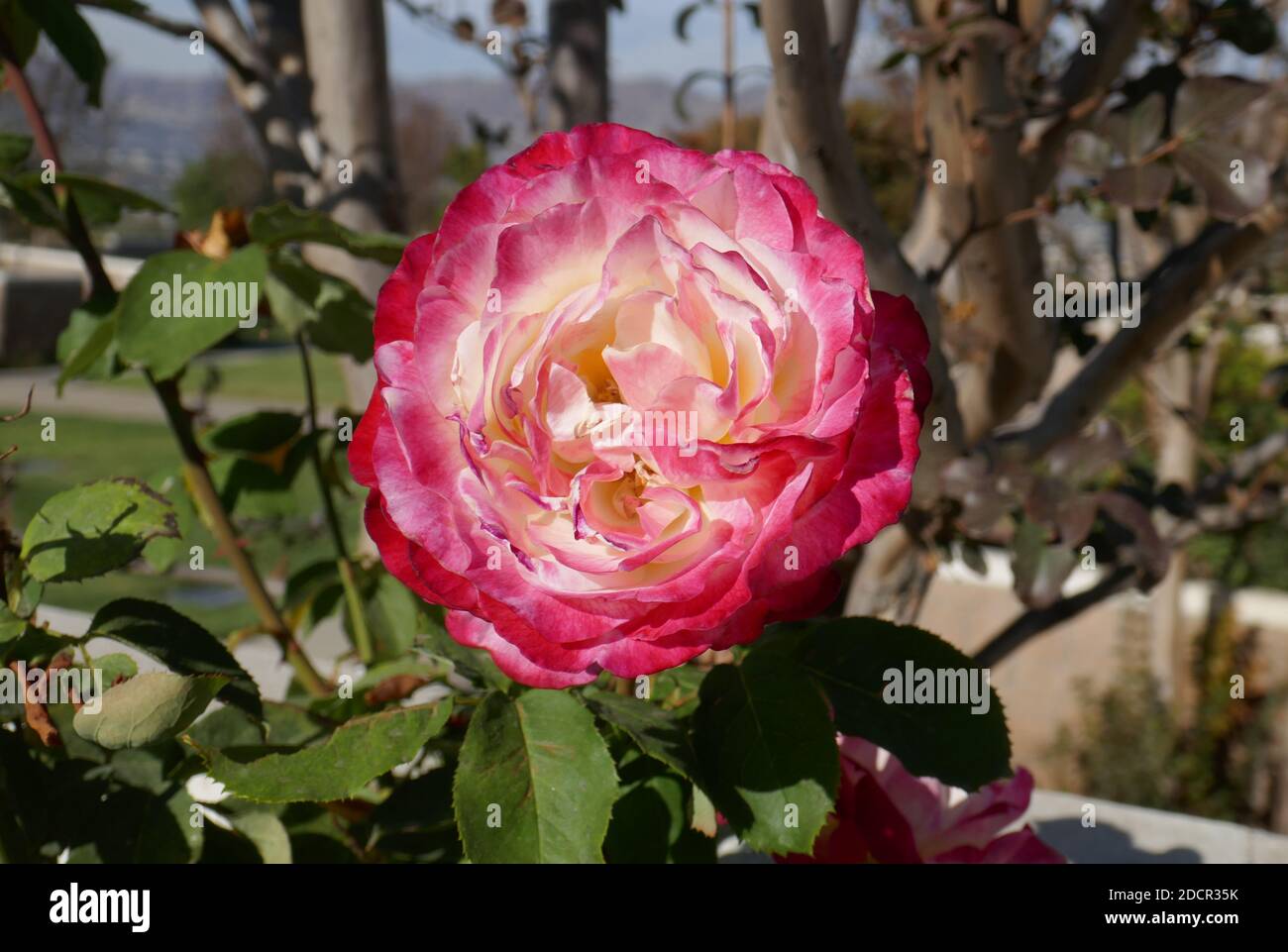 Los Angeles, California, USA 17th November 2020 A general view of atmosphere of rose at Mount Sinai Cemetery Hollywood Hills on November 17, 2020 in Los Angeles, California, USA. Photo by Barry King/Alamy Stock Photo Stock Photo