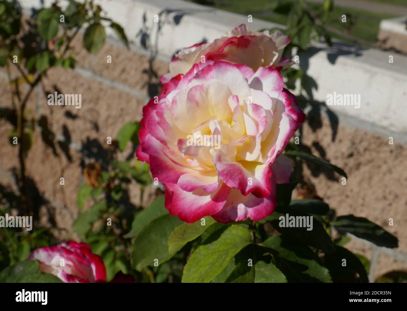 Los Angeles, California, USA 17th November 2020 A general view of atmosphere of rose at Mount Sinai Cemetery Hollywood Hills on November 17, 2020 in Los Angeles, California, USA. Photo by Barry King/Alamy Stock Photo Stock Photo