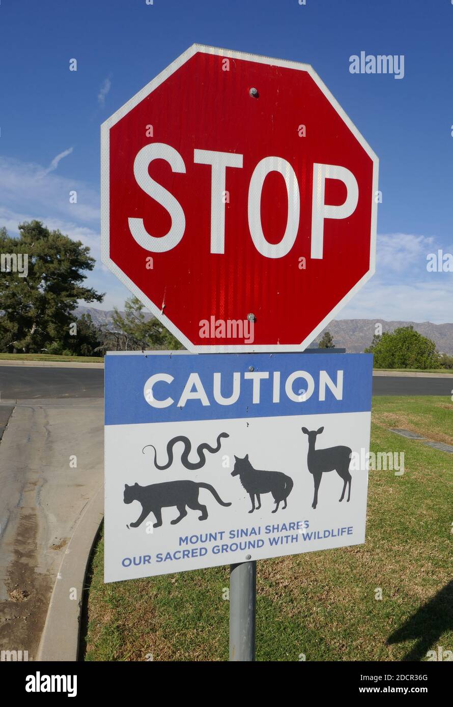 Los Angeles, California, USA 17th November 2020 A general view of atmosphere of Caution Wildlife Sign at Mount Sinai Cemetery Hollywood Hills on November 17, 2020 in Los Angeles, California, USA. Photo by Barry King/Alamy Stock Photo Stock Photo