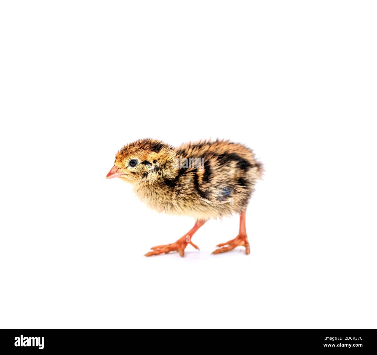 Baby of quail after hatching isolating on white background Stock Photo Alamy