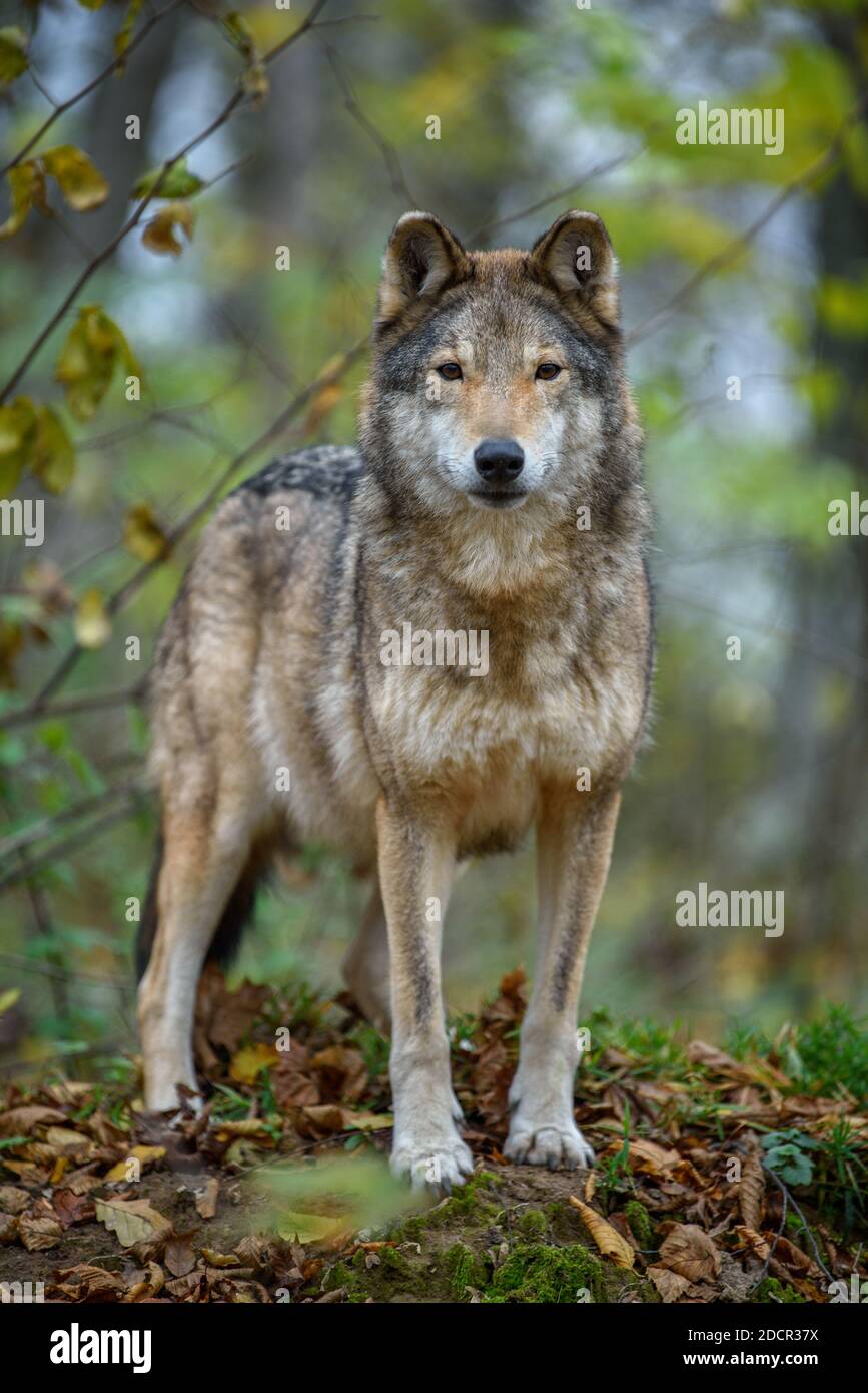 Close up wolf in autumn forest background. Animal in the nature habitat ...