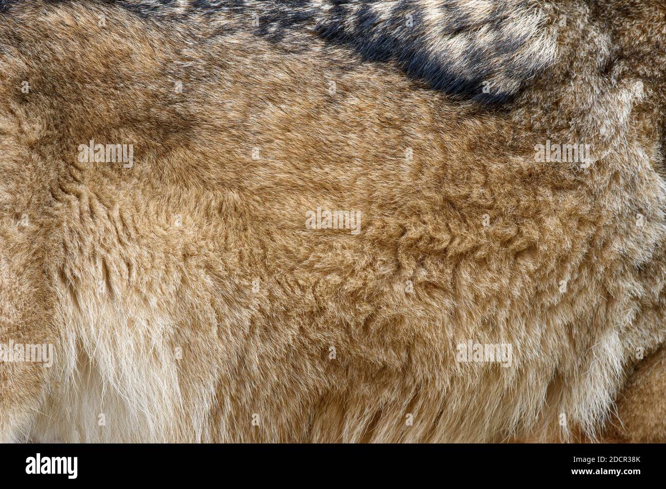 Close up real wolf skin texture. Closeup animal fur background Stock Photo