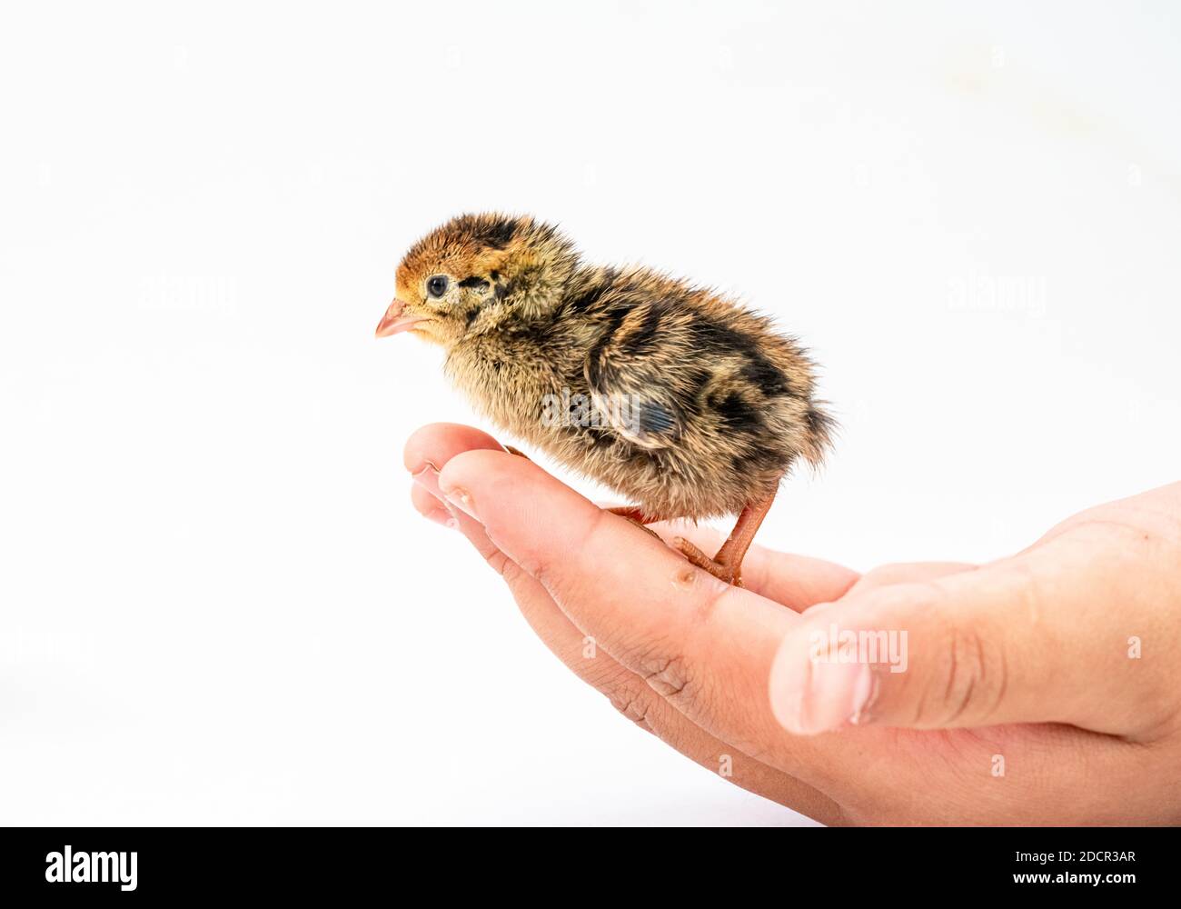 Quail hatched from eggs, standing on the hands. Stock Photo