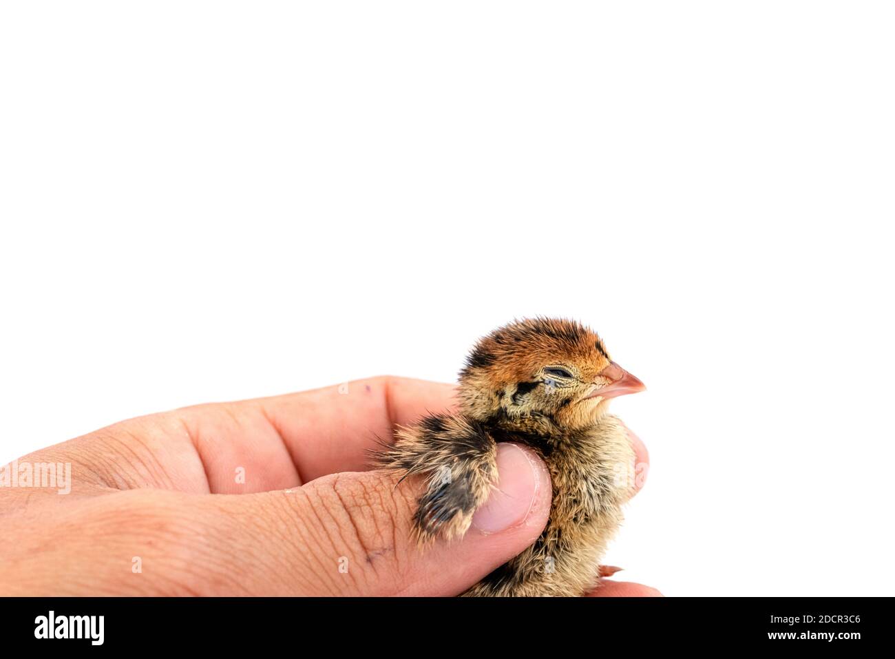 Quail hatched from eggs, standing on the hands. Stock Photo