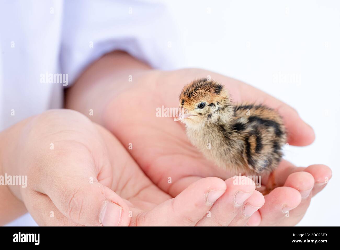 Quail hatched from eggs, standing on the hands. Stock Photo