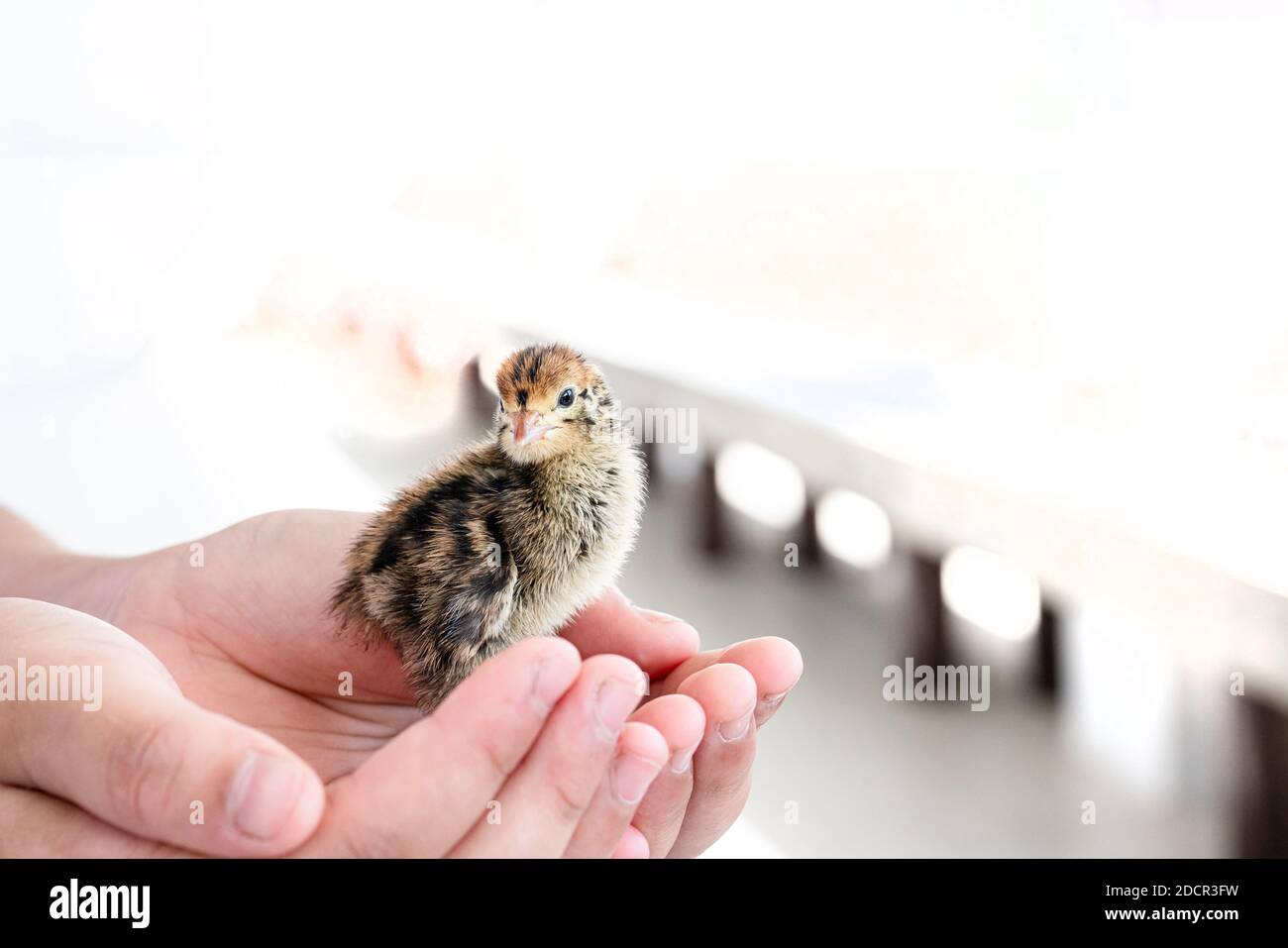 Quail hatched from eggs, standing on the hands. Stock Photo