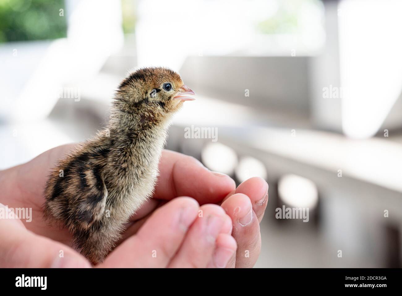 Quail hatched from eggs, standing on the hands. Stock Photo