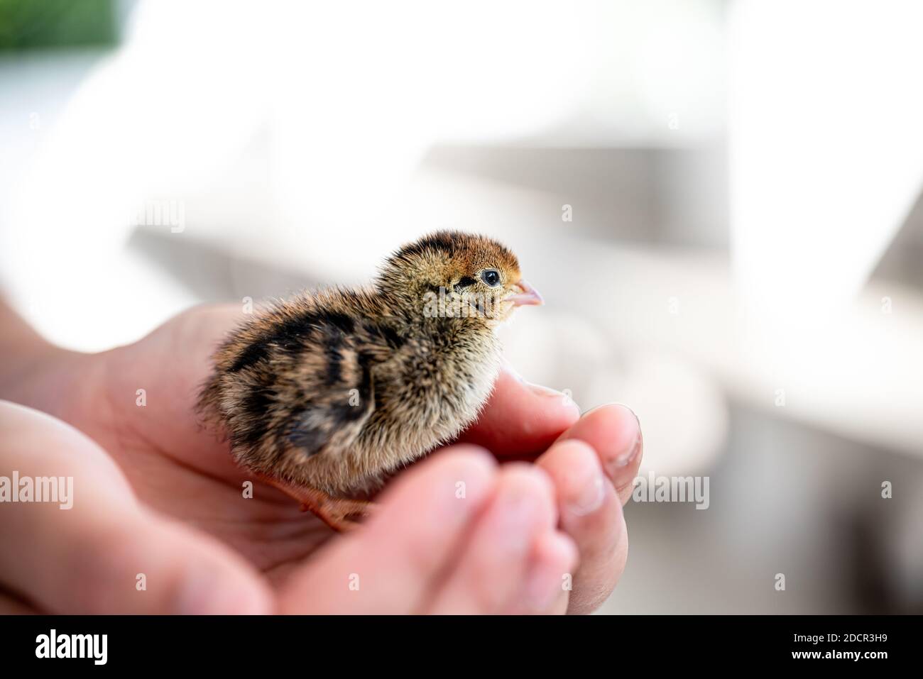 Quail hatched from eggs, standing on the hands. Stock Photo
