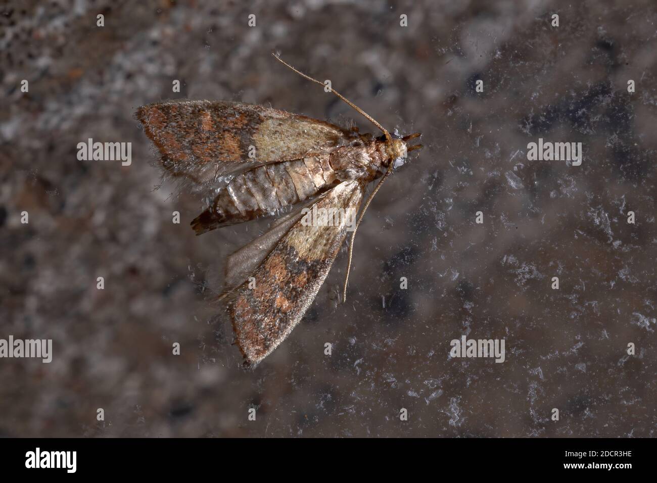Indian Meal Moth of the species Plodia interpunctella Stock Photo - Alamy