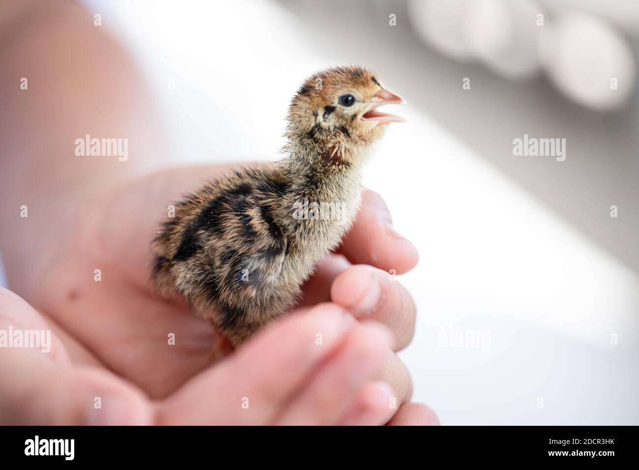 Quail hatched from eggs, standing on the hands. Stock Photo