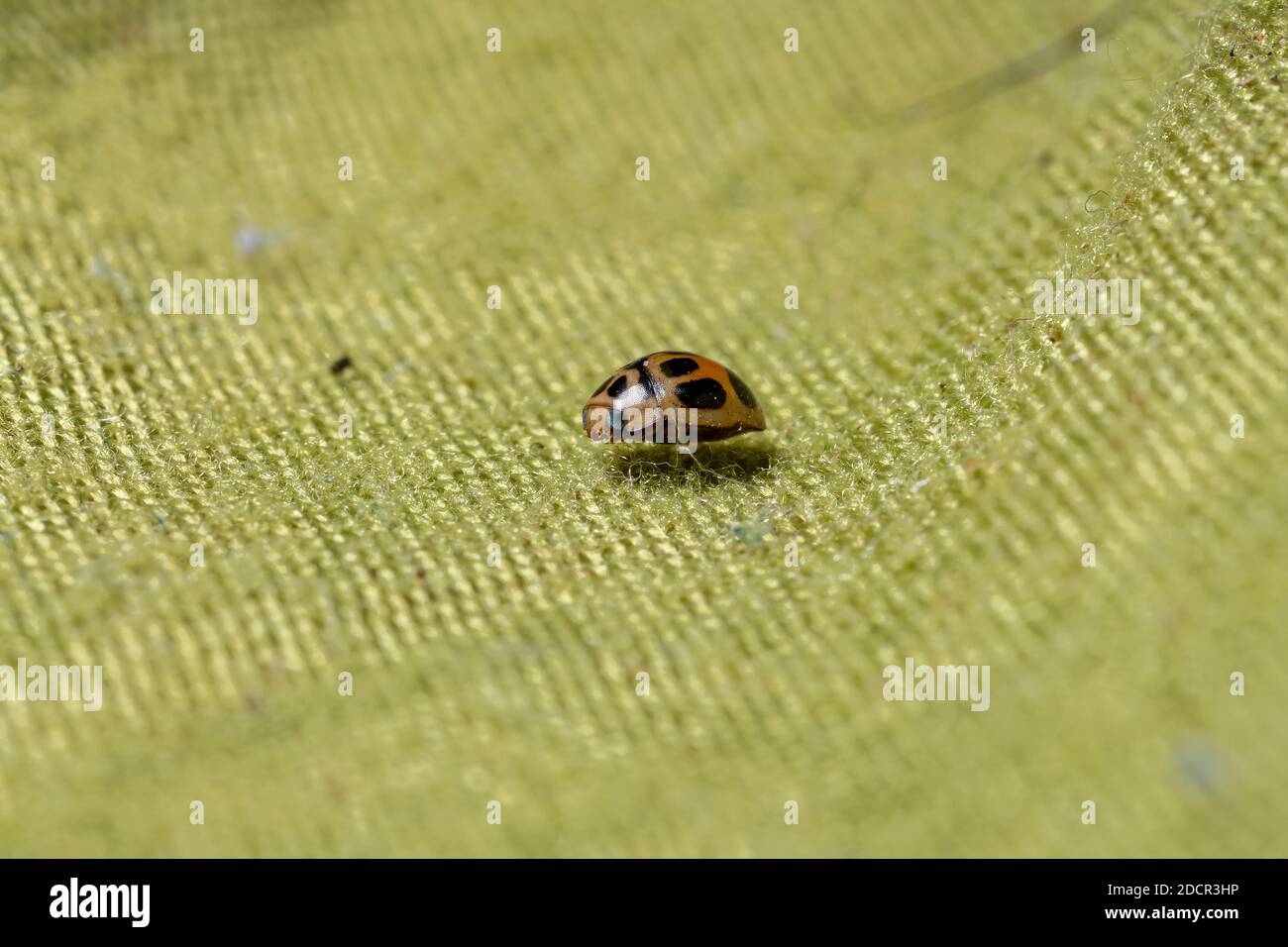 Lady Beetle of the species Tenuisvalvae notata Stock Photo