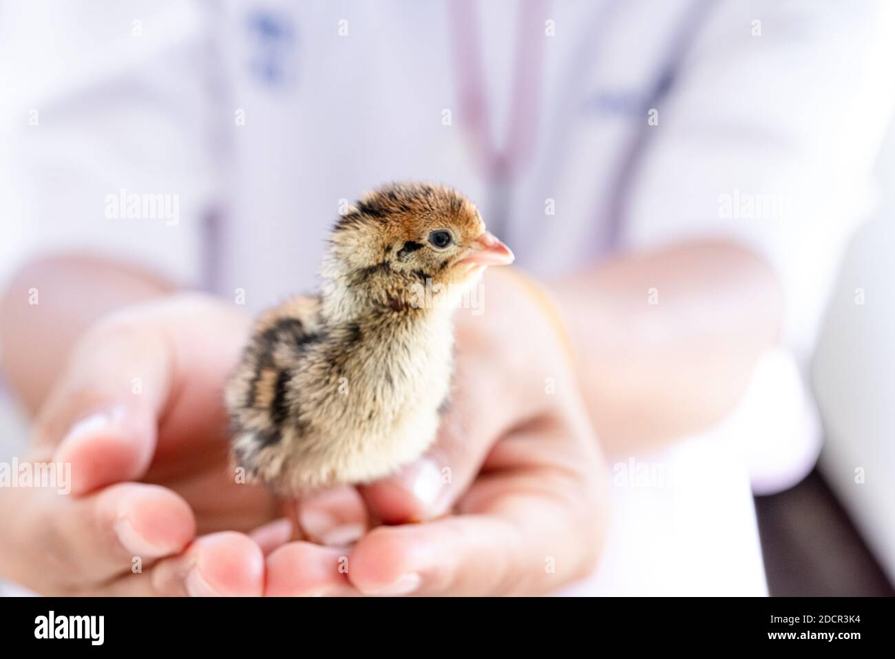 Quail hatched from eggs, standing on the hands. Stock Photo
