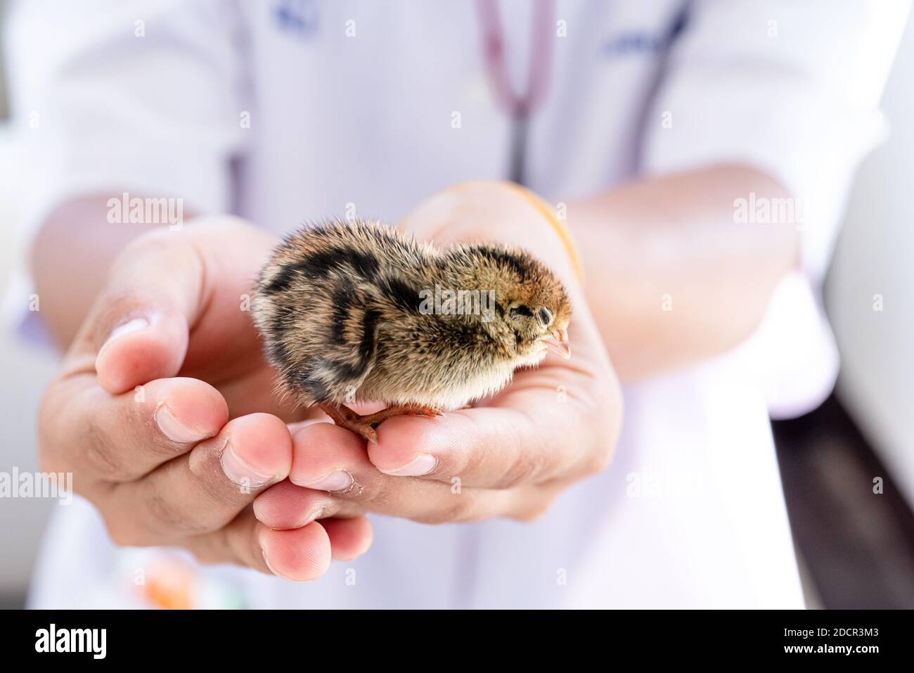 Quail hatched from eggs, standing on the hands. Stock Photo