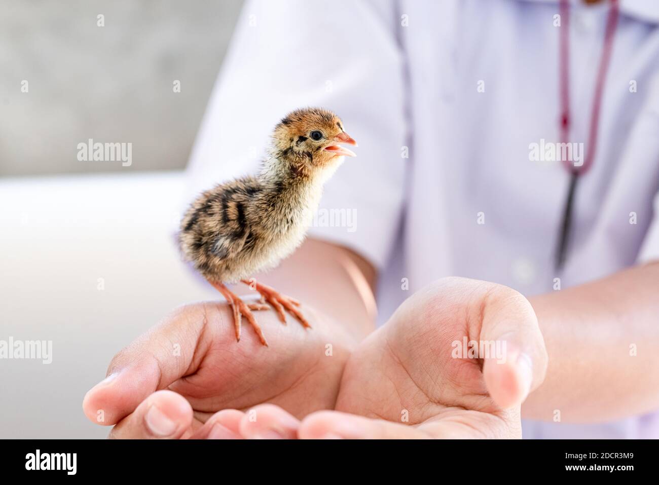 Quail hatched from eggs, standing on the hands. Stock Photo
