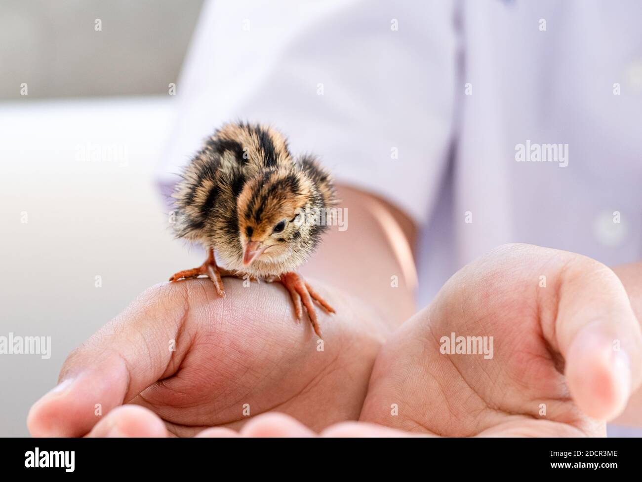 Quail hatched from eggs, standing on the hands. Stock Photo