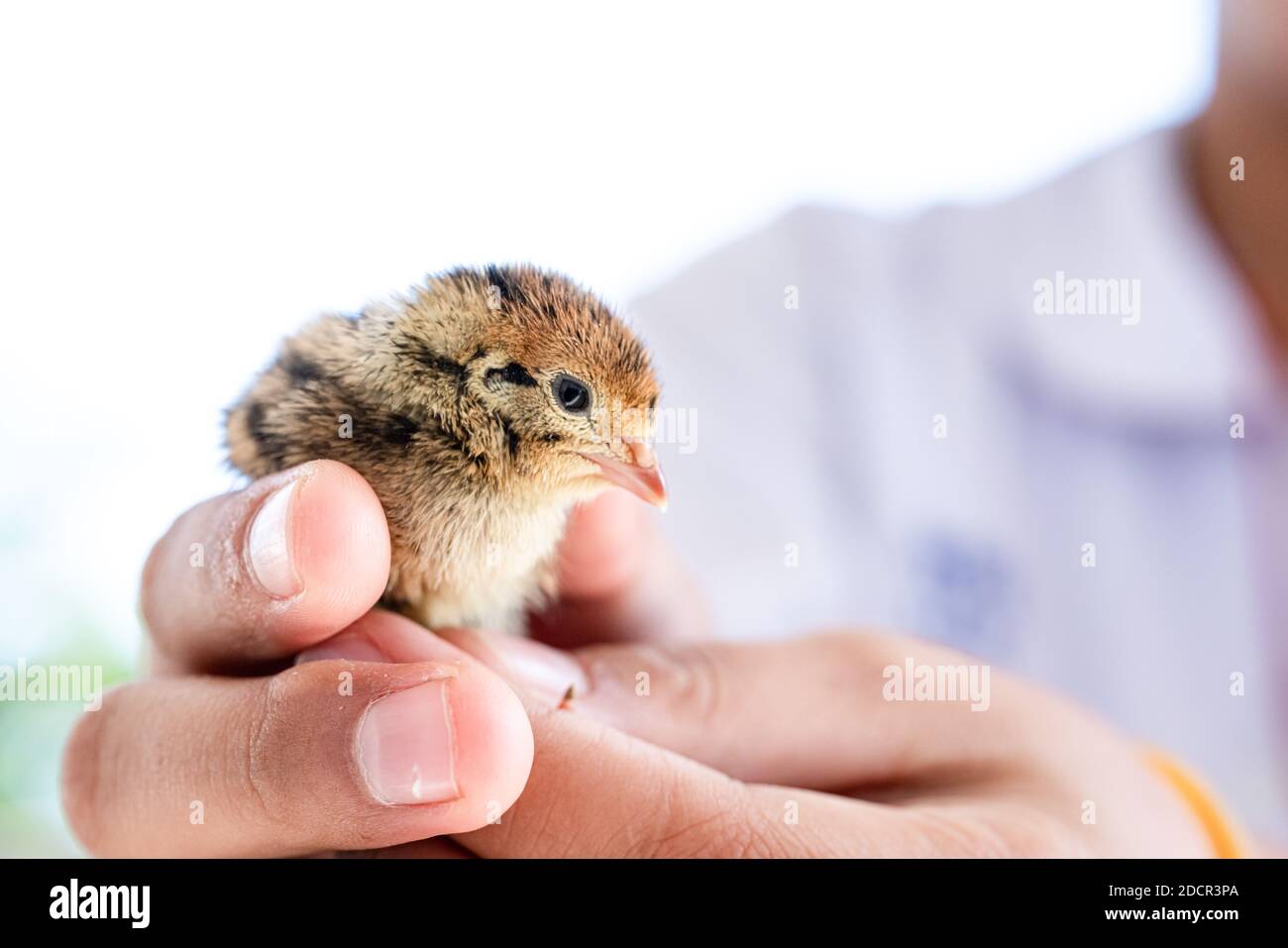 Quail hatched from eggs, standing on the hands. Stock Photo
