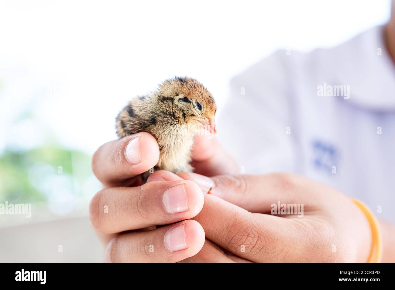 Quail hatched from eggs, standing on the hands. Stock Photo