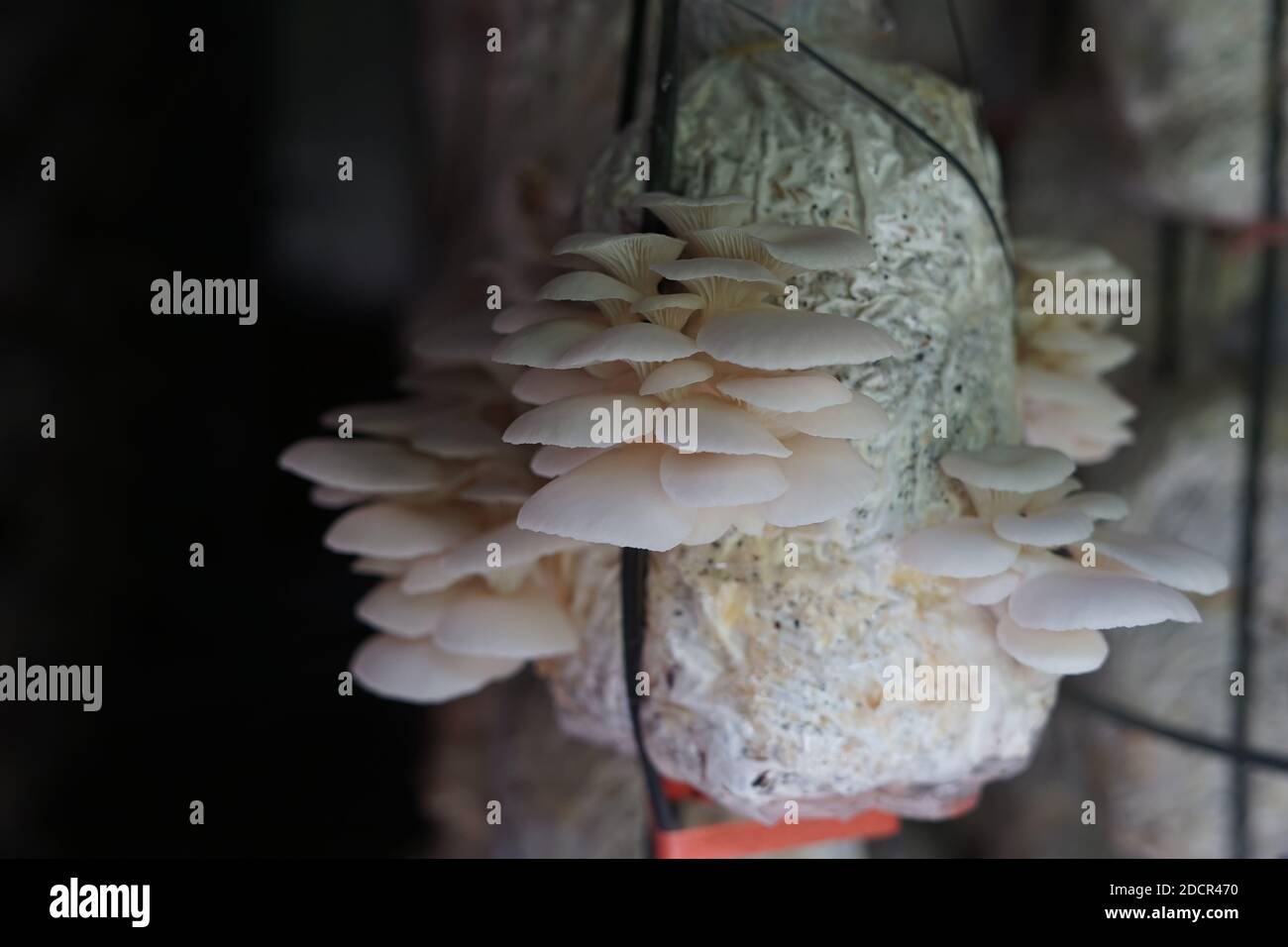 Making of mushrooms Stock Photo - Alamy