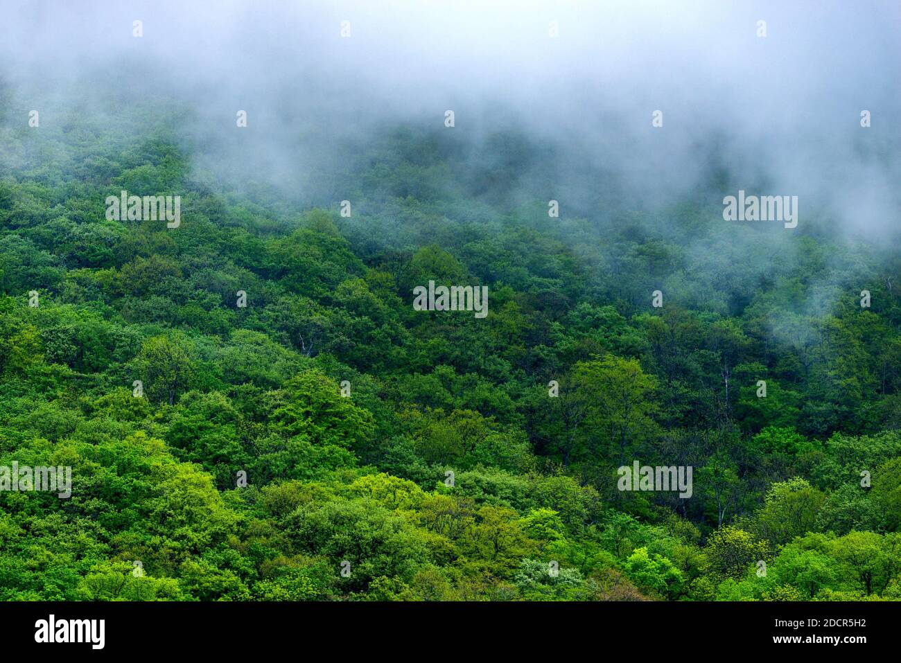 Majestic view on beautiful fog mountains in mist landscape. Dramatic ...