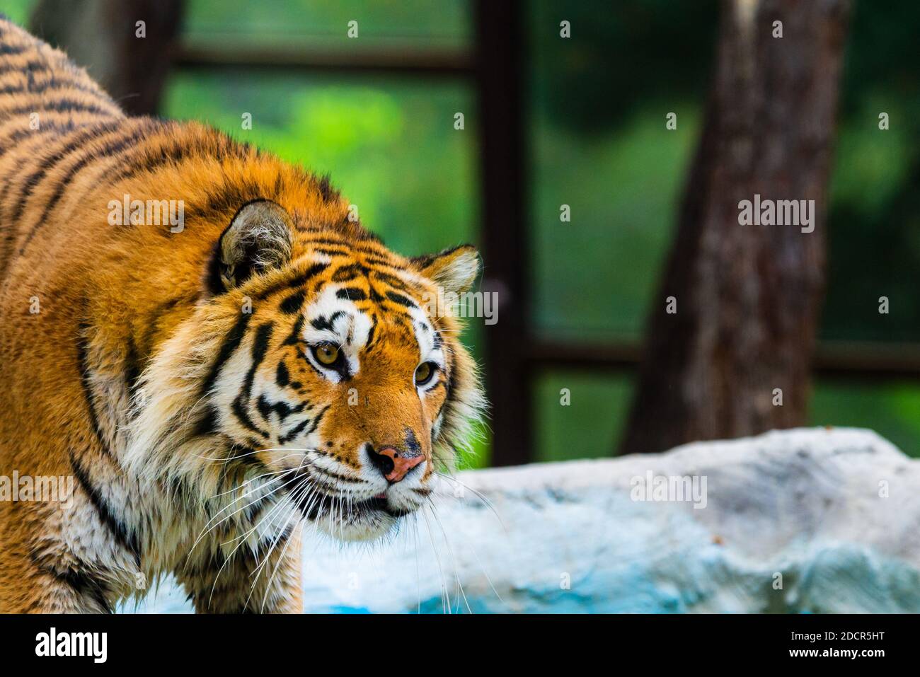 Siberian Tiger Portrait. Aggressive Stare Face Meaning Danger for the Prey  Foto de Stock - Imagem de animal, risco: 148370096