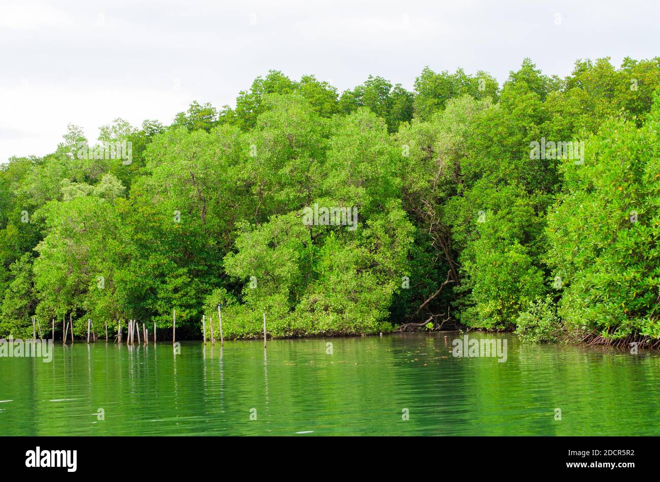 green nature landscape of mangrove forest Stock Photo