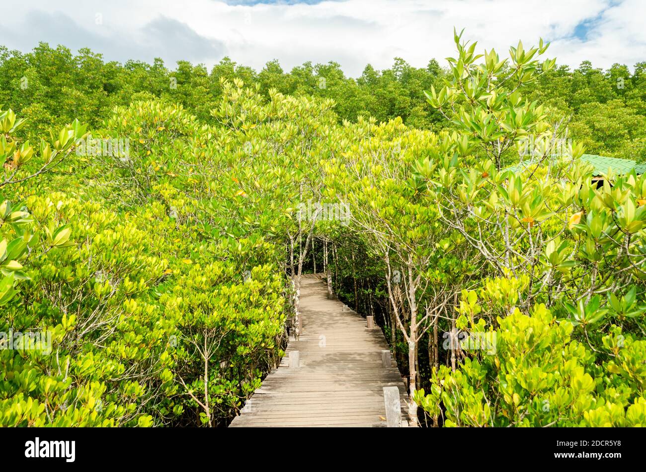 beautiful golden mangrove or ceriops decandra forest in Thailand Stock Photo