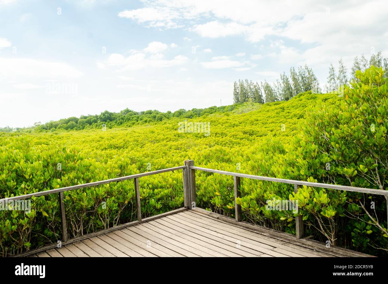 beautiful golden mangrove or ceriops decandra forest in Thailand Stock Photo