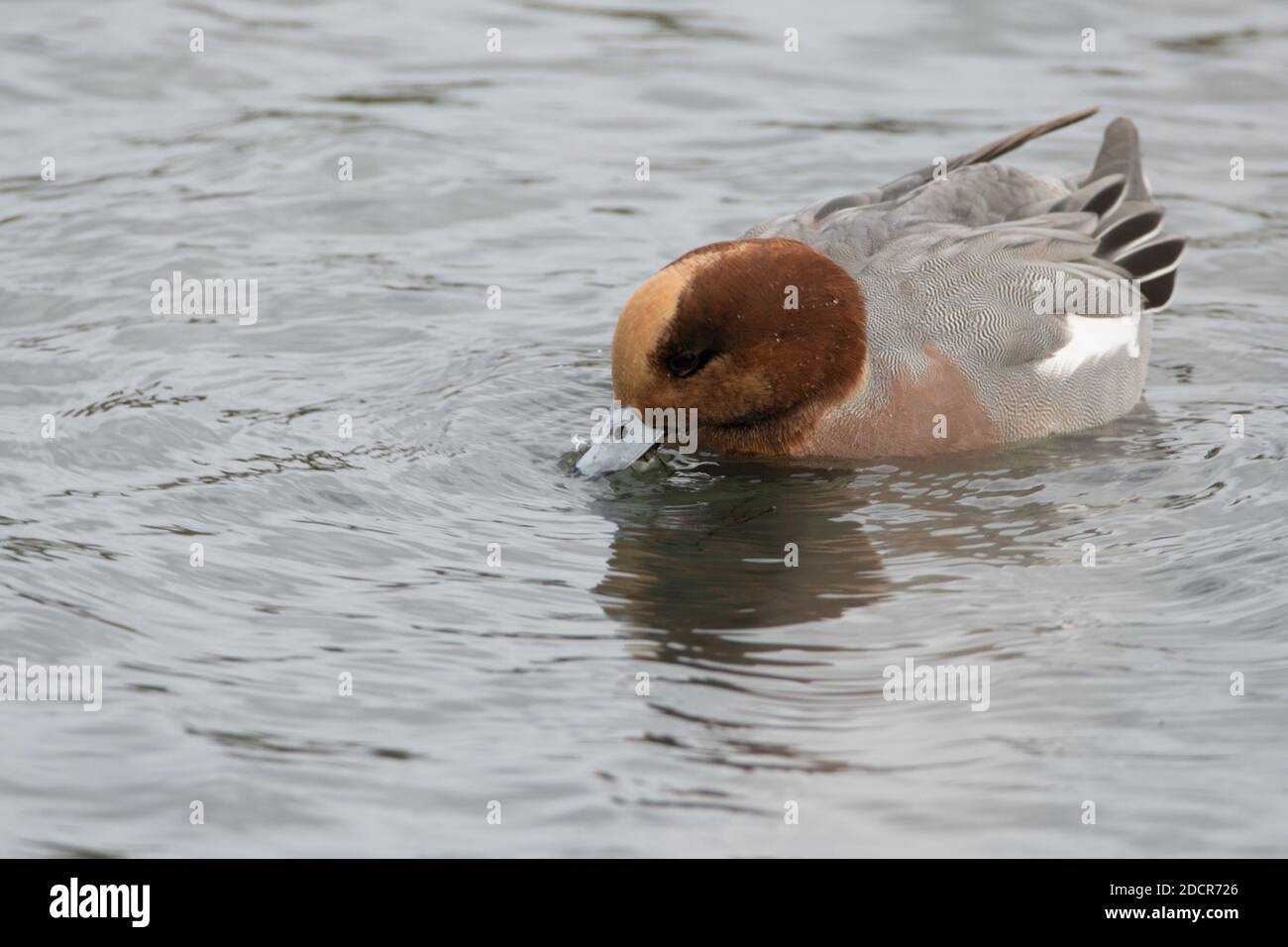 Single male Wigeon feeding in water Stock Photo
