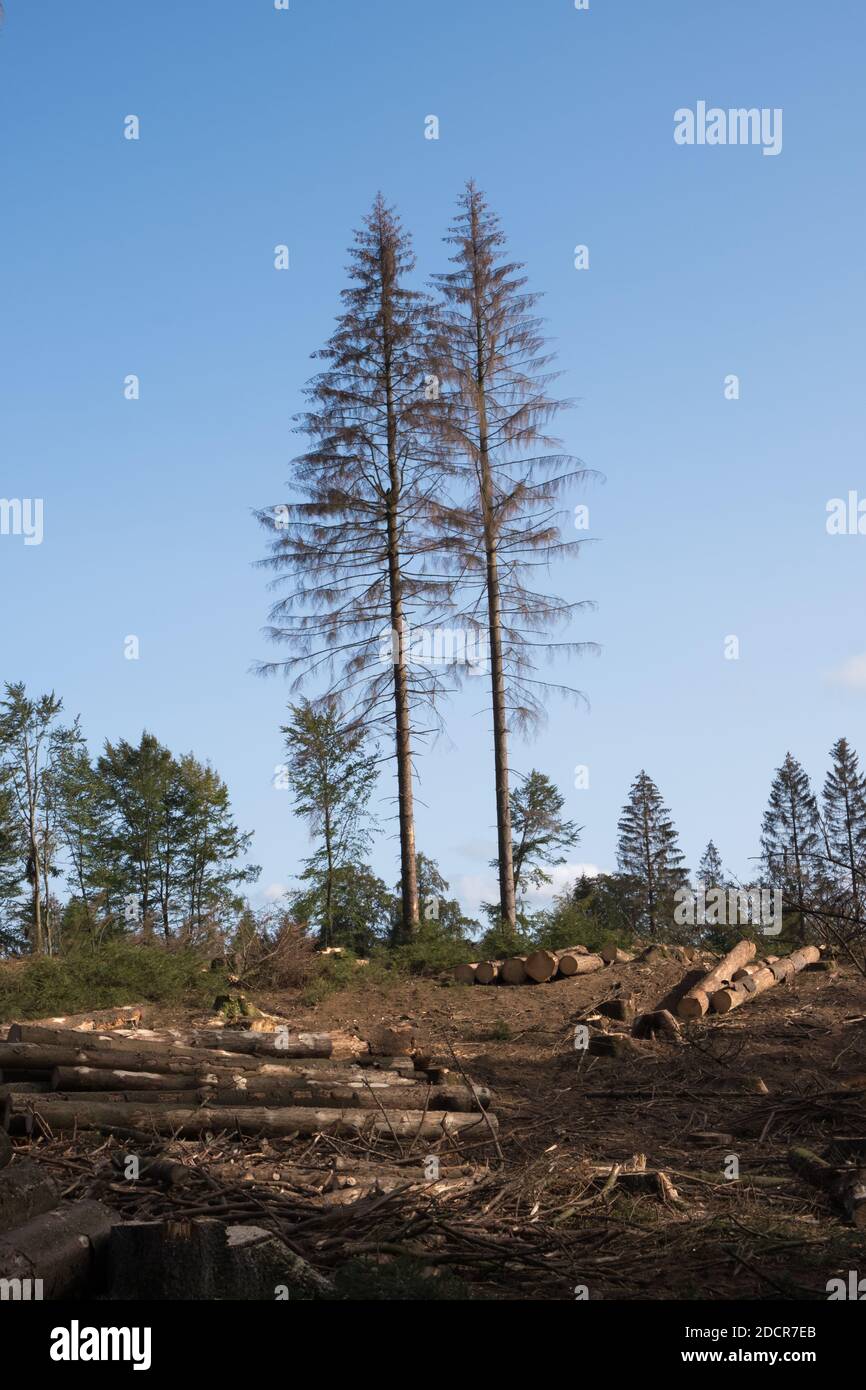 Dead pine trees due to drought, bark beetle and storms, Teutoburg