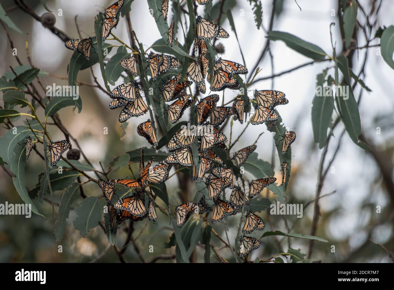 Overwintering monarch butterflies (Danaus plexippus) in November at Natural bridges state park in Santa Cruz, California. Stock Photo