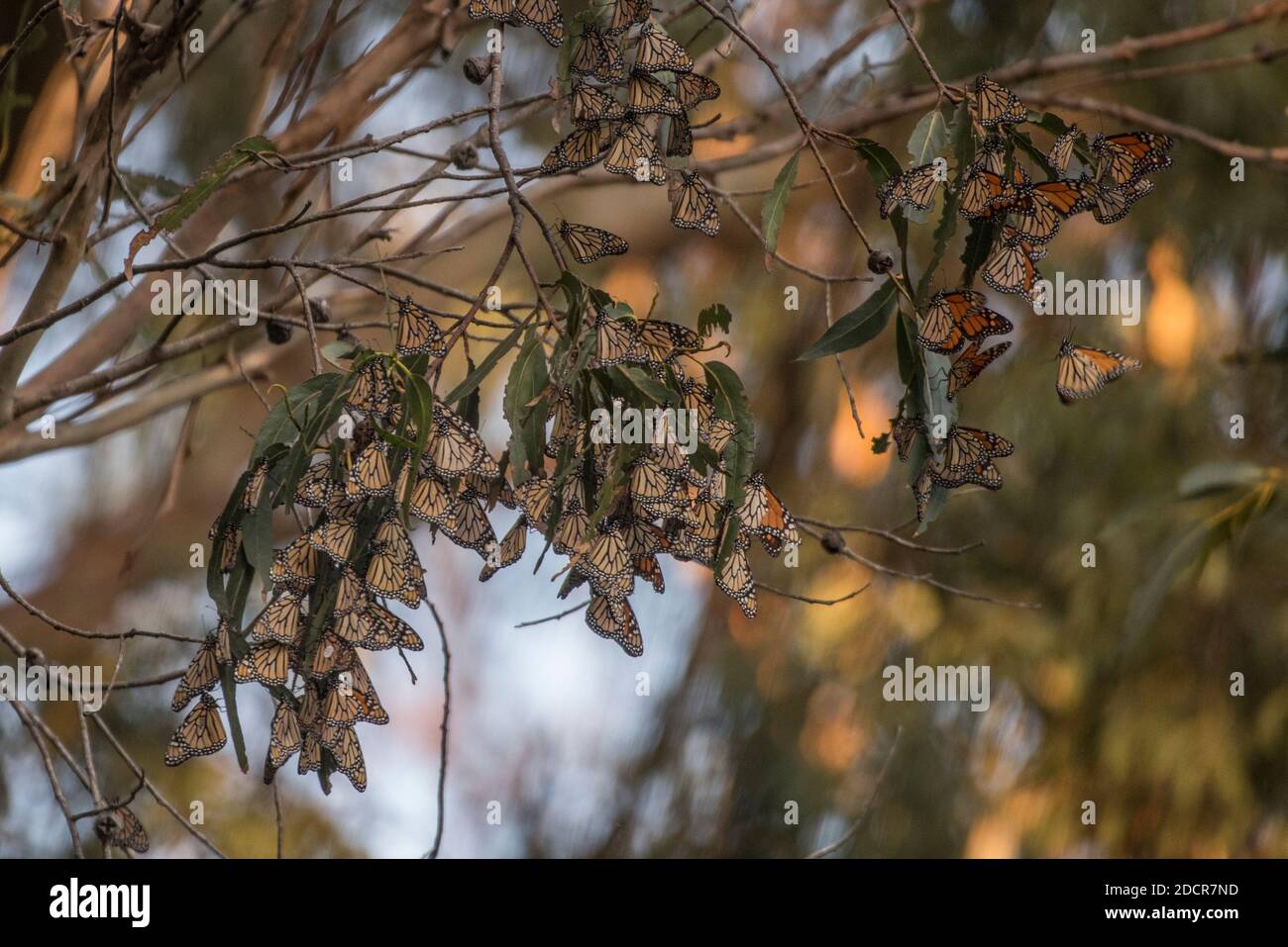 Overwintering monarch butterflies (Danaus plexippus) in November at Natural bridges state park in Santa Cruz, California. Stock Photo