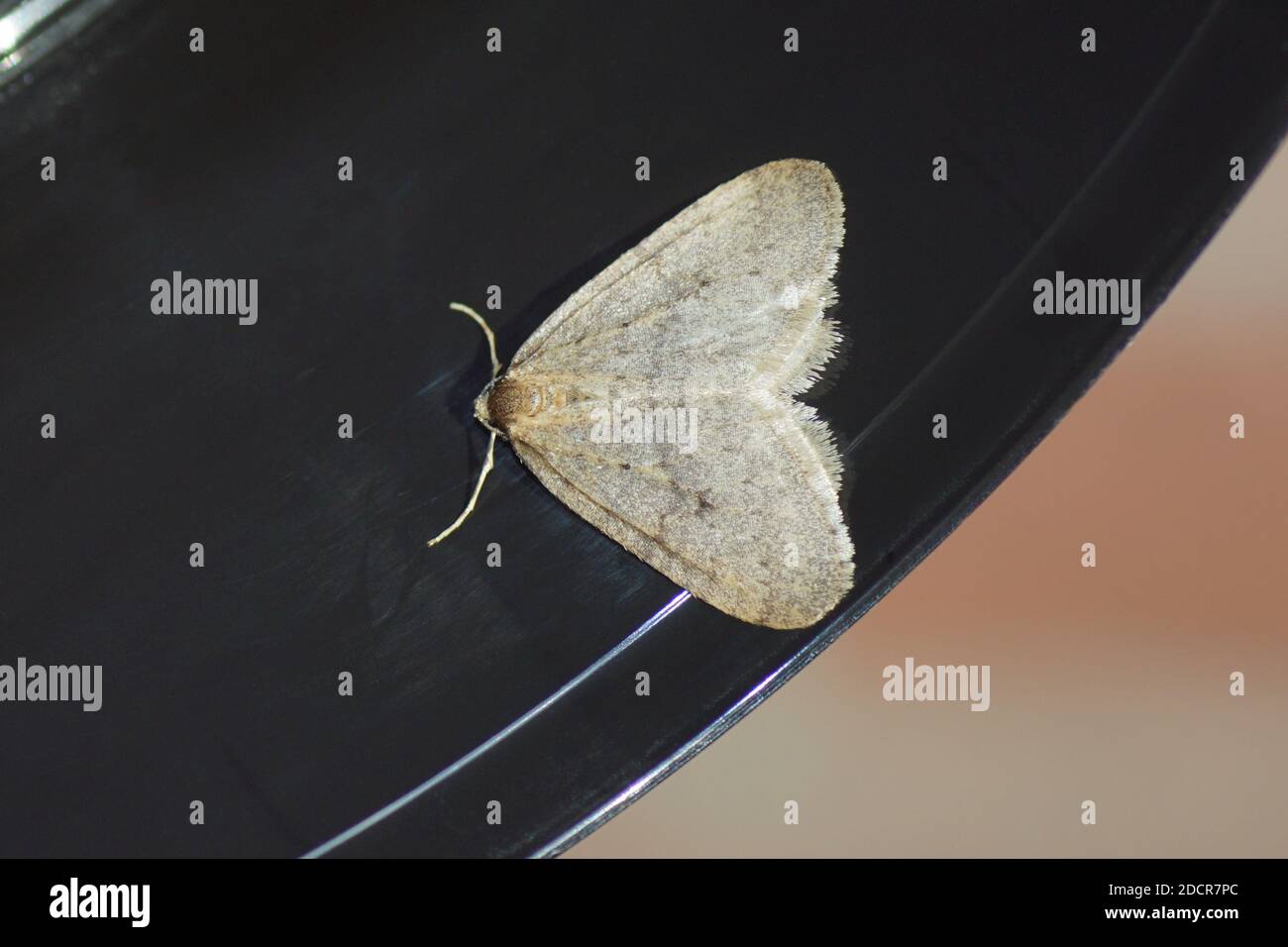 Male winter moth (Operophtera brumata), a moth of the family geometer