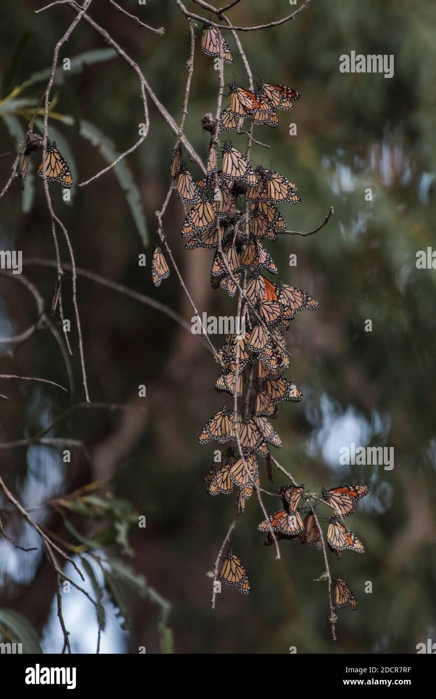 Overwintering monarch butterflies (Danaus plexippus) in November at
