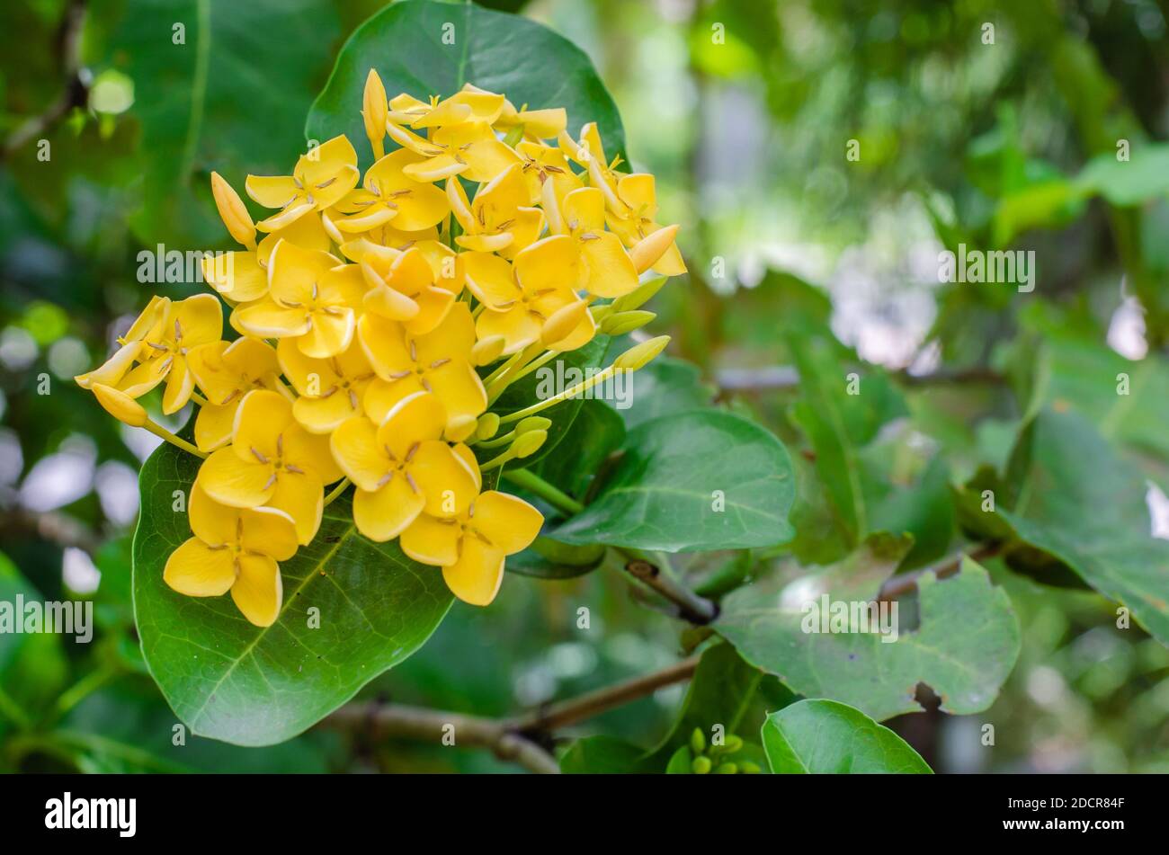 Yellow Needle Flower (or botanical name is Ixora Coccinea) is Blooming. Stock Photo