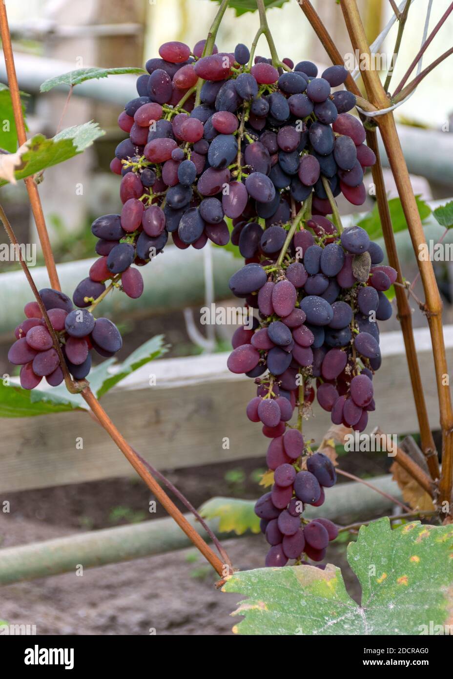 picture with a bunch of grapes in a greenhouse, grape growing in a