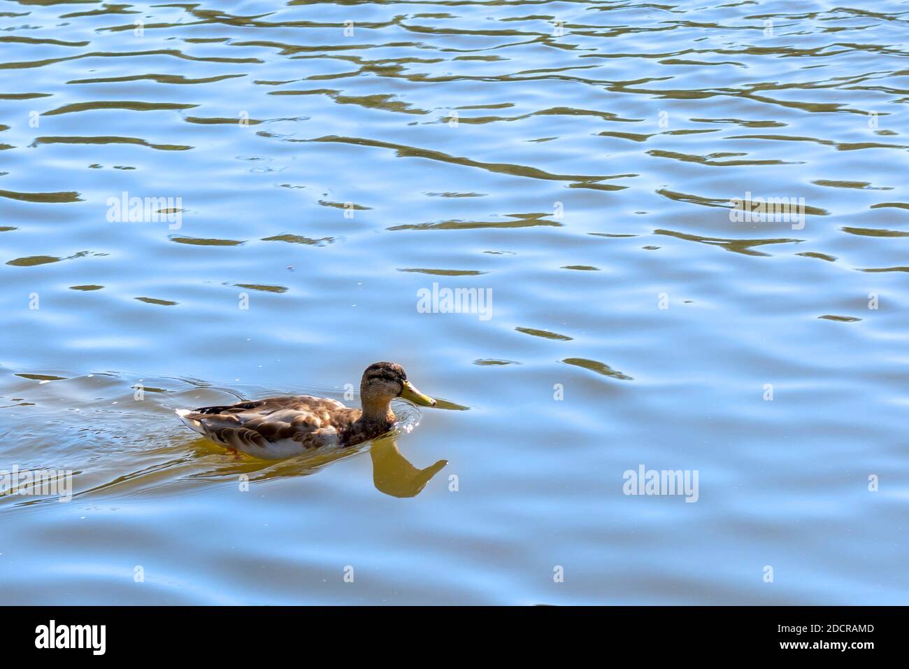 Wild gray duck swims on the water of the lake. Stock Photo